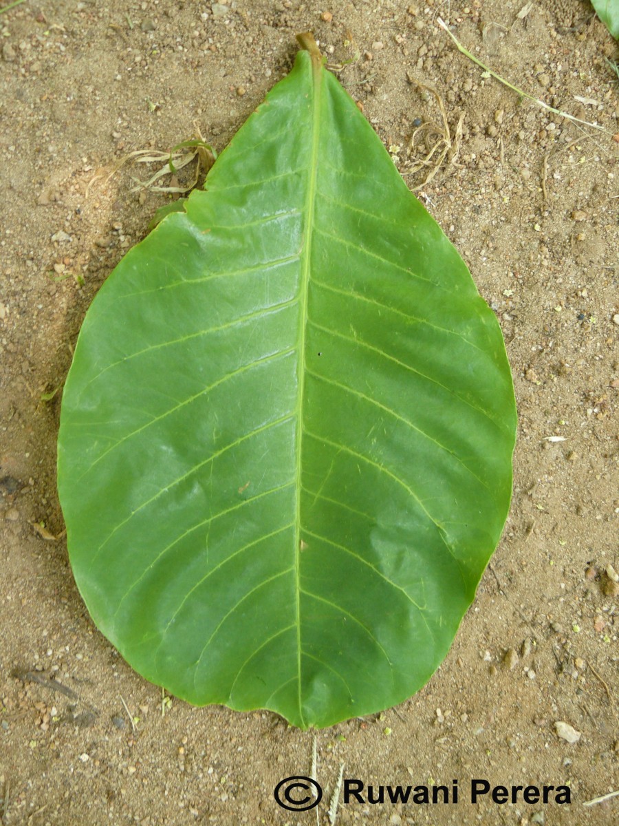 Terminalia catappa L.